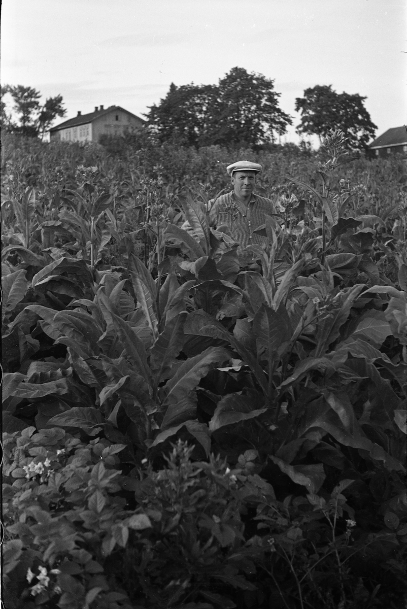 Svartkvitt bilde med mann ute på ei mark med store blad som veks opp til skuldrane.